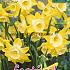 Narcissus Hillstar 12/+ (x12x10)