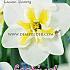 Narcissus Lemon Beauty 14/16 (x8x5)