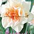 Narcissus Replete 14/16 (x8x5)