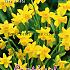 Narcissus Tete a Tete 11/12 (x12x10)