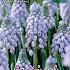 Muscari Valerie Finnis 7/8 (x12x10)