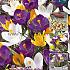 Crocus Mixed 8/9 (x20x25)