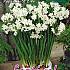 Narcissus Paperwhite Ziva 14/15 (x8x5)