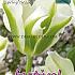Tulips Spring Green 12/+ (x12x7)