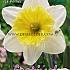 Narcissus Ice Follies 14/16 (x8x5)