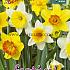 Narcissus Mixed 12/14 (x12x10)