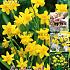 Narcissus Tete a Tete 11/12 (x15x25)