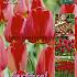 Tulips Apeldoorn 12/+ (x20x15)
