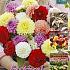 Pompon Pompon Gemengd Festival Spring Big packs mixes Dahlia Mixed Pompon  I (x16x5)