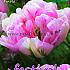 Tulips Finola 12/+ (x12x7)