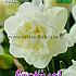 Narcissus Obdam 12/+ (x8x5)