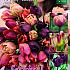 Sassy Bouquet Mix I (x12x15)