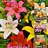 As Gemengd Festival Winter Big packs mixes Lilium Asiatic Mixed  14/16 (x16x5)