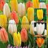 Mix Brussel 12/+ (x12x15)