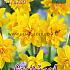 Narcissus Tete Boucle 12/14 (x12x5)