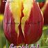 Tulips Denmark 12/+ (x12x7)