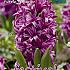 Hyacinths Purple Sensation 17/18 (x10x3)