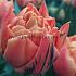 Nr. 13 Tulips Double Early 12/+ (5x60)