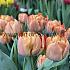 Nr. 13 Tulips Double Early 12/+ (5x60)