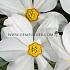 Nr. 36 Narcissus Divers 14/16  (5x35)