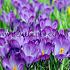 Nr. 40 Crocus 9/10 (5x100)