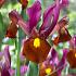 Nr. 44 Iris 8/+ (5x100)