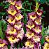 Large Flowered Dynamite Festival Winter Gladiolus Large Flowered Gladiolus Dynamite 14/+ (x10x7)