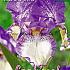 Germanica Blauw / Wit Festival Winter Iris Germanica Iris Blue / White I (x14x1)
