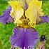Germanica Blauw / Geel Festival Winter Iris Germanica Iris Blue / Yellow I (x14x1)