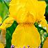Germanica Geel Festival Spring Iris Germanica Iris Yellow I (x14x1)