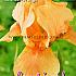 Germanica Zalmoranje Festival Spring Iris Germanica Iris Salmonorange I (x14x1)