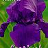 Germanica Violet / Paars Festival Spring Iris Germanica Iris Violet/Purple I (x14x1)