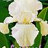 Germanica Wit Festival Spring Iris Germanica Iris White I (x14x1)