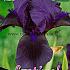 Germanica Zwart Festival Winter Iris Germanica Iris Black I (x14x1)
