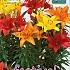 Lilium mixed Festival Winter Lilium Lilium Sunset Mix 14/16 (x14x3)