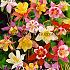 Gemengd Festival Winter Perennials Aquilegia Gemengd I (x14x3)