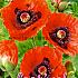 Red Festival Spring Perennials Papaver Red I (x14x3)