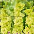 Large Flowered Green Star Festival Spring Gladiolus Large Flowered Gladiolus Green Star 14/+ (x10x7)