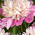 Lady Liberty Festival Spring Paeonia Paeonia Lady Liberty 2/3 (x14x1)