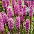 Pre-packed Liatris Spicata 10/12 (x14x5)