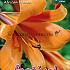 Pre-packed Lilium African Queen 20/22 (x14x1)