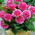 Pre-packed Dahlia Bluesette I (x14x1)