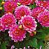 Pre-packed Dahlia Bluesette I (x14x1)