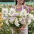 Pre-packed Dahlia Café Au Lait Decorative (x14x1)
