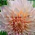 Pre-packed Dahlia Café Au Lait Decorative (x14x1)