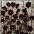 Pre-packed Dahlia Chat Noir I (x14x1)