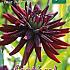 Pre-packed Dahlia Chat Noir I (x14x1)