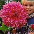 Pre-packed Dahlia Emory Paul I (x14x1)