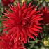 Pre-packed Dahlia Forrestal I (x14x1)