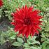 Pre-packed Dahlia Forrestal I (x14x1)